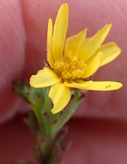 Ursinia trifida