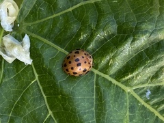 Henosepilachna sumbana