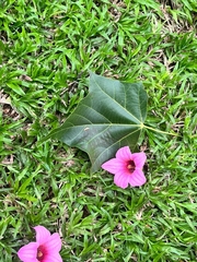 Brachychiton discolor