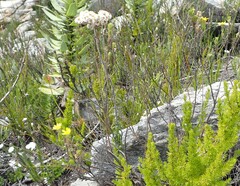 Ursinia trifida