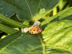 Henosepilachna sumbana