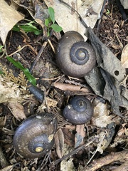 Powelliphanta traversi