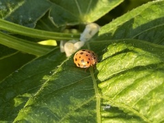 Henosepilachna sumbana