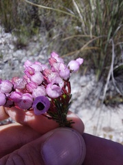 Erica obliqua