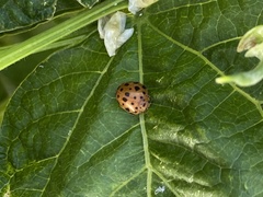 Henosepilachna sumbana