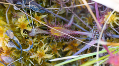Drosera × obovata