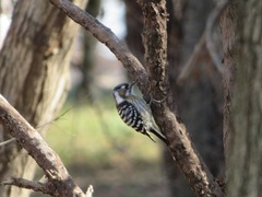 Yungipicus kizuki nippon