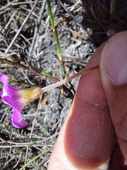 Oxalis truncatula