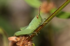 Catantopinae