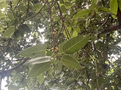 Ficus burkei