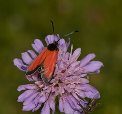 Zygaena rubicundus