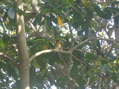 Cyornis tickelliae