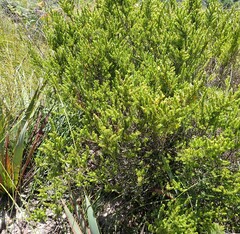 Aspalathus asparagoides asparagoides