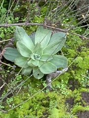 Dudleya arizonica