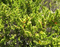 Aspalathus asparagoides asparagoides