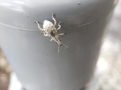 Dermatoxenus caesicollis