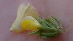 Aspalathus asparagoides asparagoides