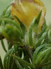 Aspalathus asparagoides asparagoides