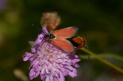 Zygaena rubicundus