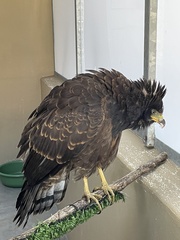 Polyboroides typus typus