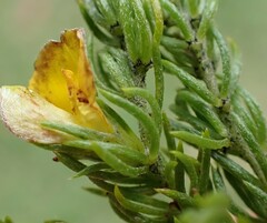 Aspalathus asparagoides asparagoides