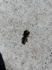 Gryllotalpa australis