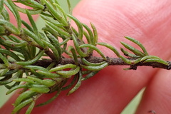 Aspalathus asparagoides asparagoides