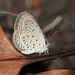 Tiny Grass Blue - Photo (c) Martin Grimm, some rights reserved (CC BY-NC)