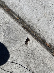 Gryllotalpa australis