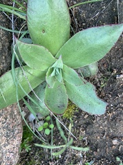 Dudleya arizonica
