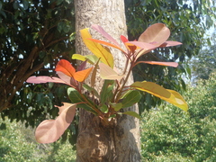 Terminalia bellirica