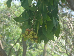 Sapindus trifoliatus
