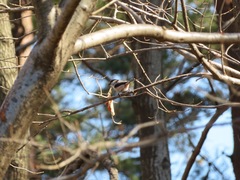 Aegithalos caudatus trivirgatus