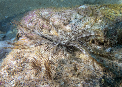 Crinoidea