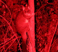 Trichosurus vulpecula hypoleucus