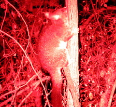 Trichosurus vulpecula hypoleucus