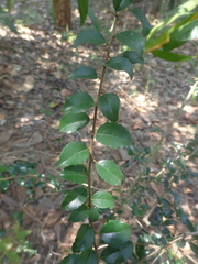 Ilex asprella