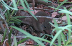 Antechinus flavipes leucogaster