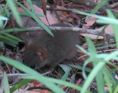 Antechinus flavipes leucogaster