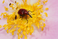 Merhynchites bicolor