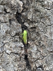 Batracomorphus