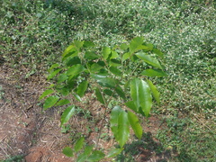 Aquilaria malaccensis
