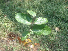 Flacourtia indica