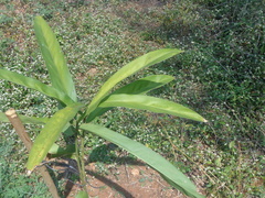 Alpinia galanga