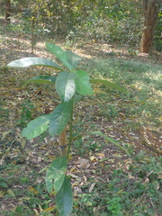 Cananga odorata