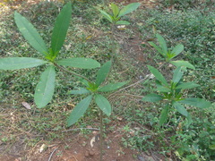 Alstonia scholaris