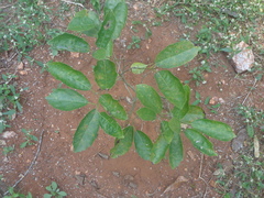 Cordia dichotoma