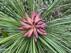 Pinus elliottii