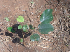 Pterocarpus santalinus