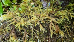 Rhytidiadelphus loreus